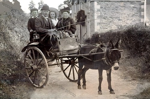 Tf0232 donkey cart - -,