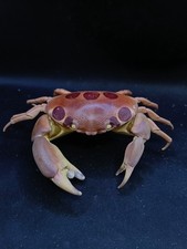 Large carpilius maculatus