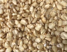 Sun -Dried Nigerian White Corn