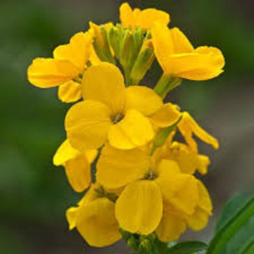 Yellow wallflower seeds - yellow,