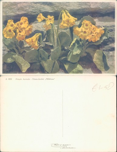 Primula auricula flowers - primula,