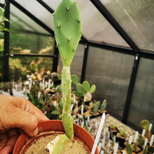 Opuntia vulgaris prickly pear - prickly,