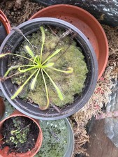 Drosera capensis - Cape Sundew