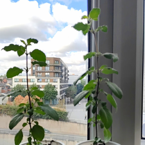 Tulsi plant indian - plant, (rama)