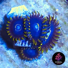 Blue Hornets 4 Head Zoa Frag