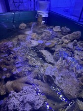 Finest 2 Year Cured Cuban Live