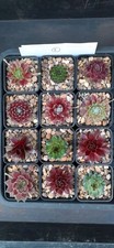 12 x Named Sempervivum Alpine