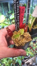 Nepenthes (Viking x amp BM) x