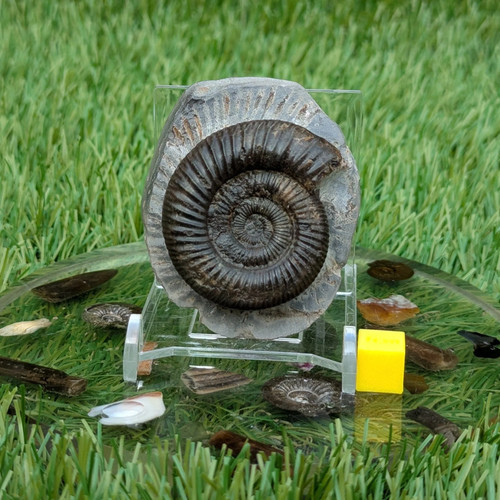 Dactylioceras ammonite fossil