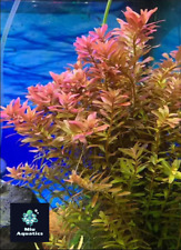 20 Rotala Rotundifolia indica live Plant tropical aquarium aquatic