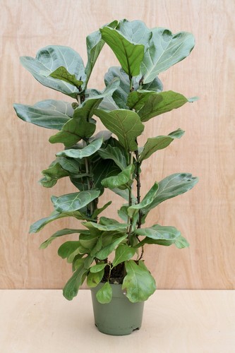 Ficus lyrata 115cm - tall, large