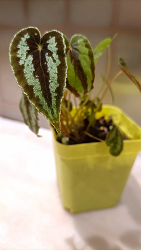 Begonia dnhdui indoor - , tropical
