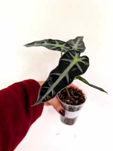 Small alocasia bambino - alocasia,
