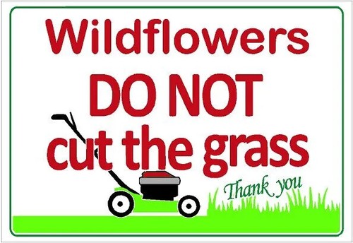 Wildflowers please not cut - not,