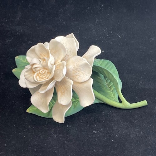 Cape jasmine gardenia ronald - jasmine,