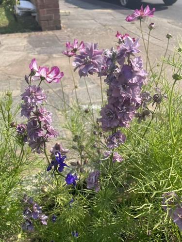 Larkspur delphinium consolida - larkspur,,