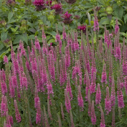 Veronica red fox speedwell - red,