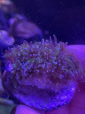 Galaxy Marine Coral