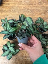Trailing watermelon begonia -