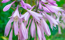 5 x Hosta freshly dug up these don't grow very high, just split a big pot 
