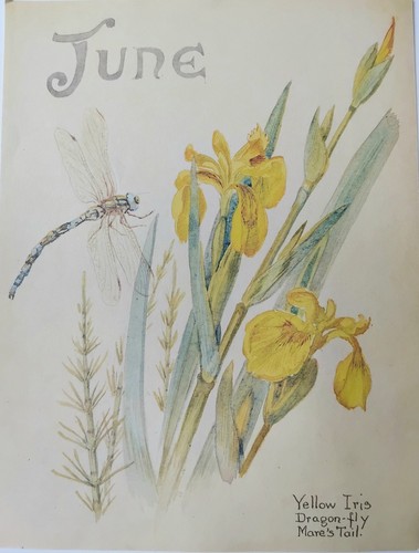 Vintage nature illustration - vintage,