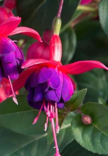 Fuchsia dollar princes hardy - fuchsia,