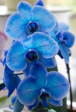 Phalaenopsis Double Stemmed
