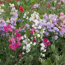3 x Mixed Sweet Pea Plants in