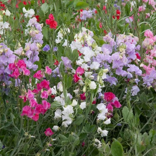 Mixed sweet pea plants - mixed,