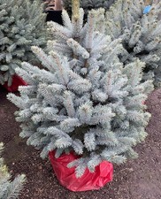 Christmas Tree | Picea Pungens