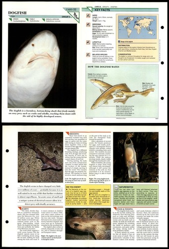 Dogfish fish wildlife - #32,