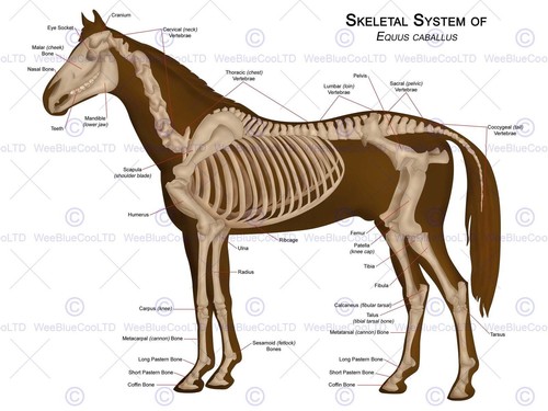 86166 animals skeleton - skeleton, bones