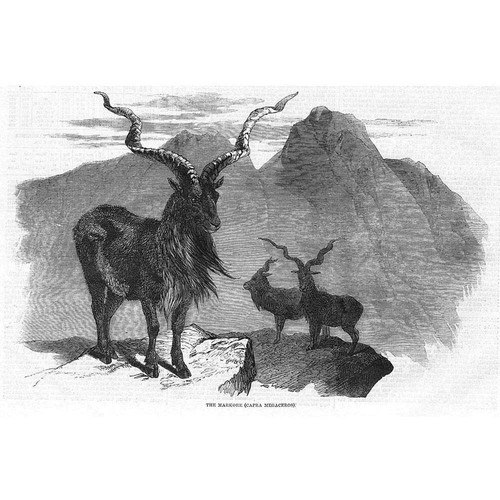 Markhor capra falconeri - markhor,