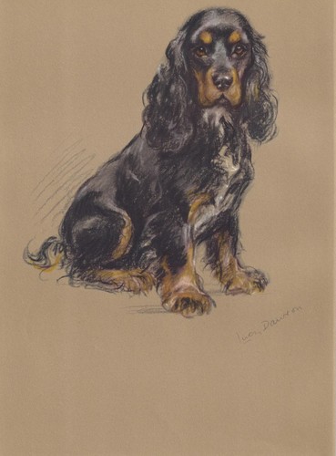1946 springer spaniel dog - 1946,