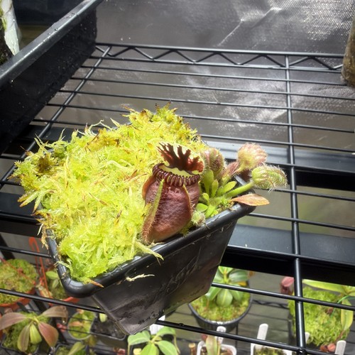 Cephalotus eden black - eden,