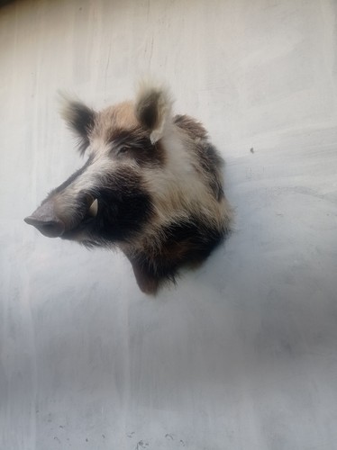 Big wild boar masc - masc, head