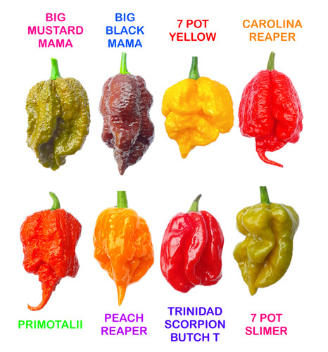 Worlds hottest chilli 40 - chilli,