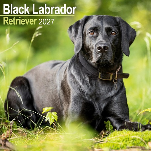Black labrador retriever - black,