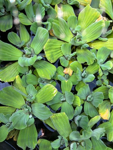 Quality water lettuce large - lettuce,