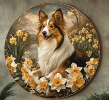 Sheltie shetland rough collie - shetland,