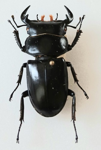 Dorcus species black - species, stag