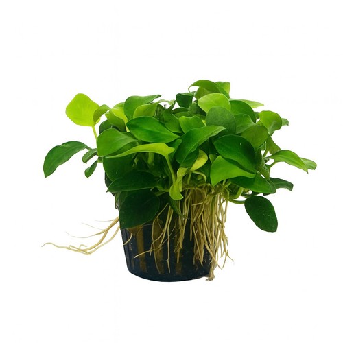 Anubias nana petite - anubias,