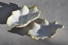 2 x Exotic Tropical 15cm Sea