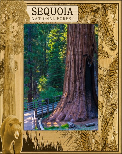 Sequoia national forest laser - national,