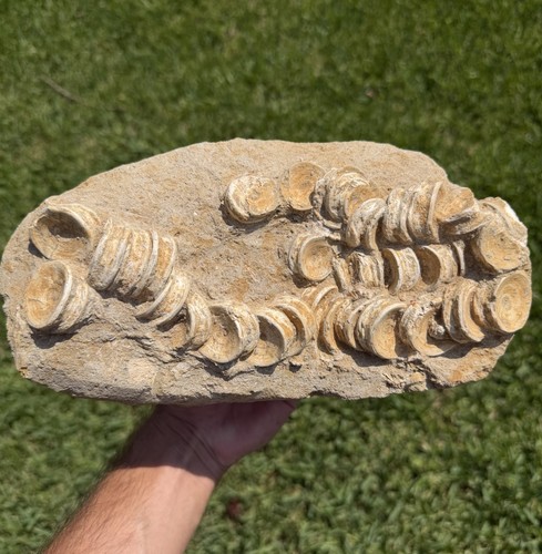 Otodus shark vertebrae - otodus,