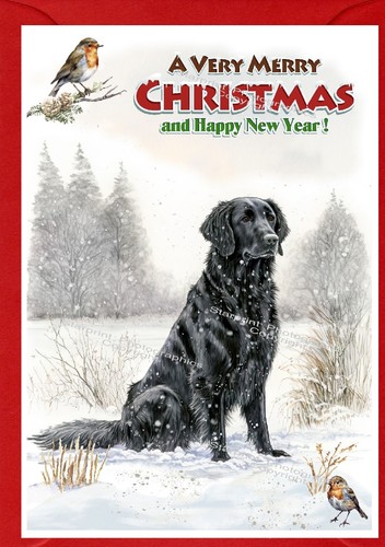 Flatcoated retriever dog - flatcoated,