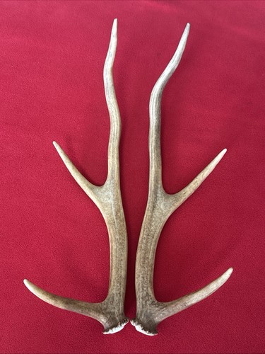 Pair red deer - red,