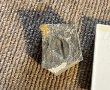 Small Fossil Trilobite Imprint