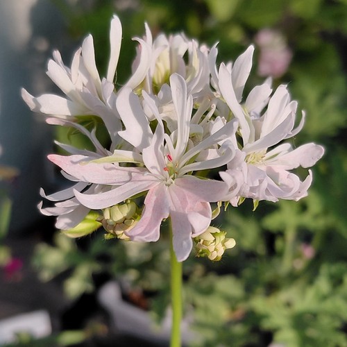 Pelargonium prim dwarf - 'prim',