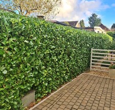 10 Cherry Laurel Evergreen bare root hedge plants 60-90cm (2-3ft) tall now